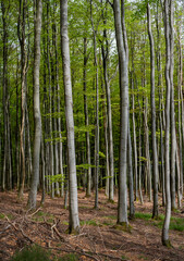 fresh spring leaves on beech trees in german forest