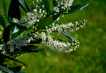 kwitnąca laurowisnia odmiana 'Otto Luyken', Prunus laurocerasus, karłowa odmiana laurowiśni,...