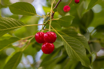 Obraz premium Red and sweet cherry berries