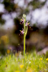 Ophrys xmaladroxiensis, a new natural hybrid orchid from Sardinia.