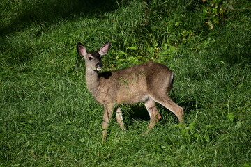 deer in the woods