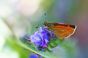 Butterfly on a flower close-up
