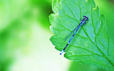Dragonfly on a piece of close-up.