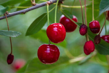 Red and sweet cherry berries