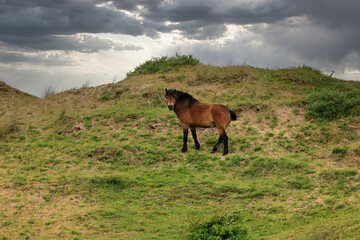 Naklejka premium Wild horse in the dunes of Egmond aan Zee. North Sea, the Netherlands.
