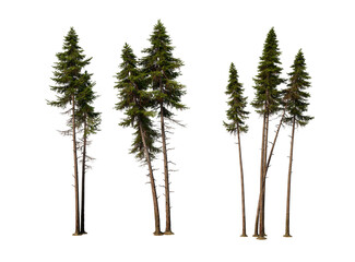 3D render pine trees of various shapes on transparent background