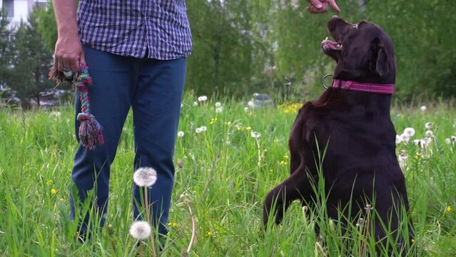dog readily fulfills the requirements of the handler, sits on his hind legs and reaches for a treat, closely monitors the hands of the host. trained Labrador retriever.
