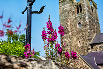 Magenta flowers bloom before rustic stone tower in serene garden setting St Mary's Church Conway...