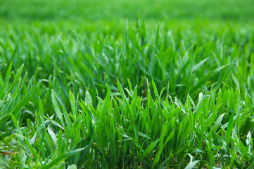 green grass close up