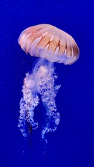 jelly fish in the aquarium