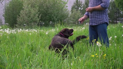 male owner with an orthosis on his finger shows a female Labrador to circle around himself with a gesture. obedient adult dog understands and executes commands.