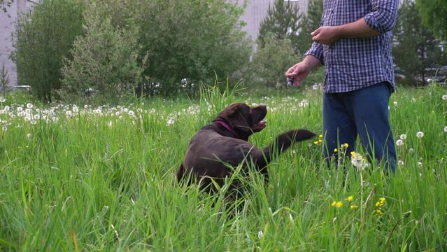 male owner with an orthosis on his finger shows a female Labrador to circle around himself with a gesture. obedient adult dog understands and executes commands.