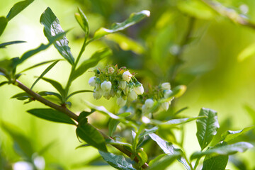 Obraz premium Blueberry blossoming. A bush branch with white flowers gathered in inflorescence on a green sunny background.