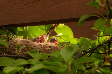 A nest with voracious chicks among the foliage at the top of a liana tree under the roof of a summer house.