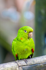 Colorful Ara and Blue Macaw parrots in a bird park tropical jungle forest in Brazil. Birds of South America nice parrots in the cage and flying free in the wild nature. Exotic bird in the amazon