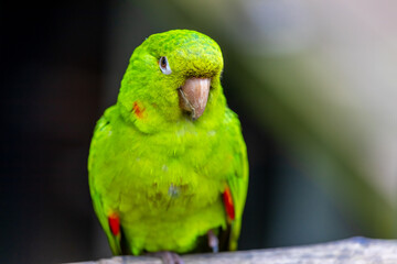 Colorful Ara and Blue Macaw parrots in a bird park tropical jungle forest in Brazil. Birds of South America nice parrots in the cage and flying free in the wild nature. Exotic bird in the amazon