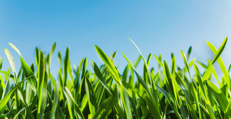 Obraz premium Fresh green grass against clear blue sky