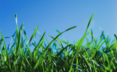 Obraz premium Fresh green grass against clear blue sky