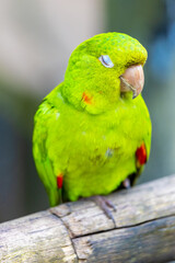 Colorful Ara and Blue Macaw parrots in a bird park tropical jungle forest in Brazil. Birds of South America nice parrots in the cage and flying free in the wild nature. Exotic bird in the amazon