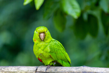 Colorful Ara and Blue Macaw parrots in a bird park tropical jungle forest in Brazil. Birds of South America nice parrots in the cage and flying free in the wild nature. Exotic bird in the amazon