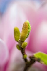 bud of a magnolia