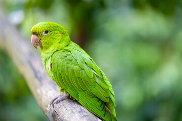 Colorful Ara and Blue Macaw parrots in a bird park tropical jungle forest in Brazil. Birds of South America nice parrots in the cage and flying free in the wild nature. Exotic bird in the amazon
