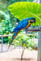 Colorful Ara and Blue Macaw parrots in a bird park tropical jungle forest in Brazil. Birds of South America nice parrots in the cage and flying free in the wild nature. Exotic colorful birds