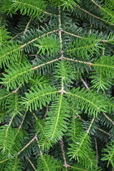 texture of conifer branches as background, sustainability concept, young needles as background close-up 
