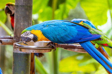 Colorful Ara and Blue Macaw parrots in a bird park tropical jungle forest in Brazil. Birds of South America nice parrots in the cage and flying free in the wild nature. Exotic colorful birds