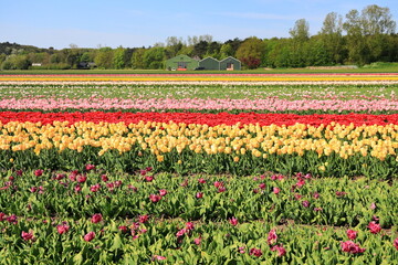 Beautiful tulip fields in Egmond aan den Hoef. The Netherlands.