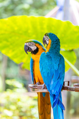 Colorful Ara and Blue Macaw parrots in a bird park tropical jungle forest in Brazil. Birds of South America nice parrots in the cage and flying free in the wild nature. Exotic colorful birds