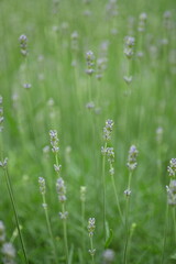 texture of conifer branches as background, sustainability concept, young needles as background close-up 