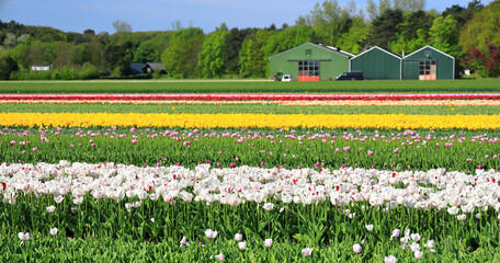 Beautiful tulip fields in Egmond aan den Hoef. The Netherlands.