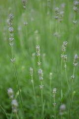 close-up lavender buds as background, green lavender bushes with flowers 