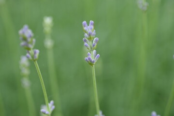 close-up lavender buds as background, green lavender bushes with flowers 