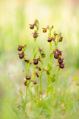 Orchid Mirror orchid. Ophrys speculum or Ophrys ciliata (Ophrys speculum). Monte Doglia, Alghero, Sardinia, Italy 