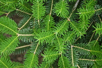 green branches of a Christmas tree as a background, green branches of a pine tree as a backdrop