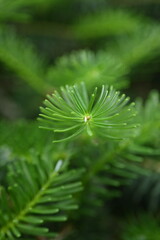 green branches of a Christmas tree as a background, green branches of a pine tree as a backdrop