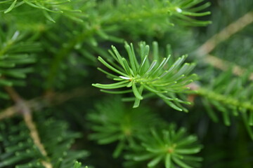green branches of a Christmas tree as a background, green branches of a pine tree as a backdrop