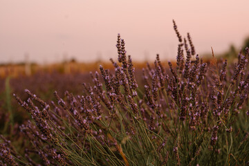 Lavender on the sunset