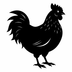 rooster isolated on white background