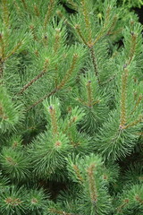 Christmas tree branch texture close-up, pine branch texture 