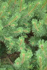 green branches of a Christmas tree as a background, green branches of a pine tree as a backdrop
