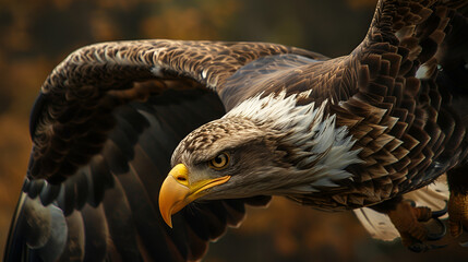 white eagle with open wings in flight