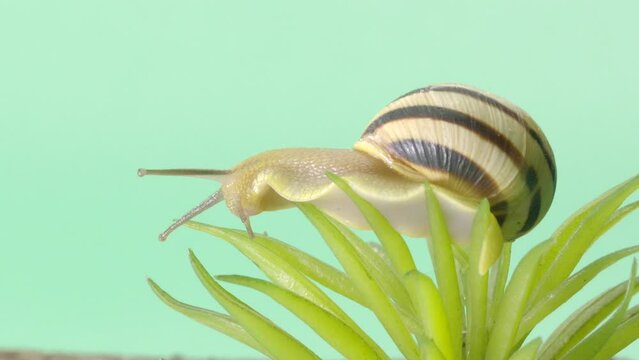 A snail crawls on a plant on a green screen in a studio
