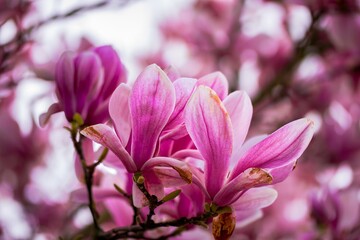 Pink magnolia blossom