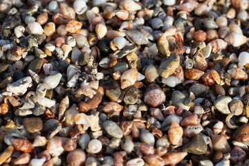 Surface small seashells on the sand beach. Beach background with small seashell and Multi-colored pebbles