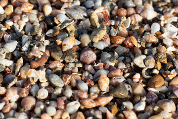 Surface small seashells on the sand beach. Beach background with small seashell and Multi-colored pebbles