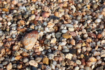 Surface small seashells on the sand beach. Beach background with small seashell and Multi-colored pebbles