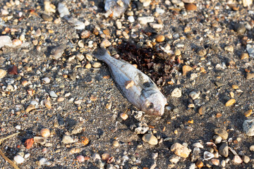 Close up shot of dead fish body on the beach. Water pollution, ecological catastrophe, contamination, toxic waste, eco system damage, climate change, global warming concept.